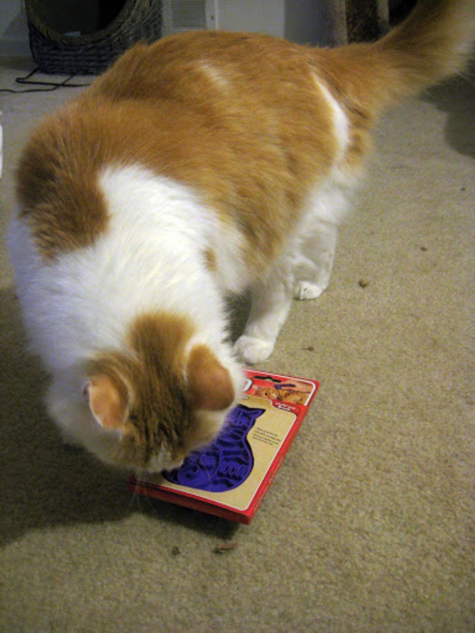 Review KONG Zoom Groom Cat Brush Love Meow