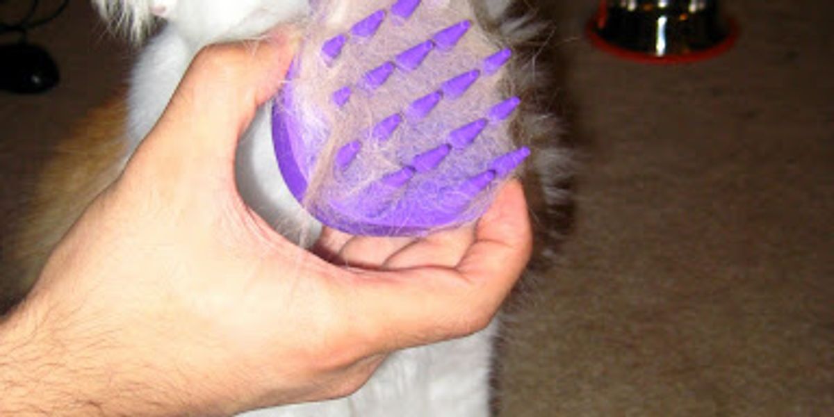 kong zoom groom cat brush