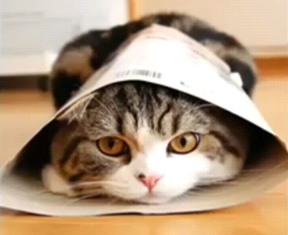 Video: I am Maru - The funniest cat on the planet