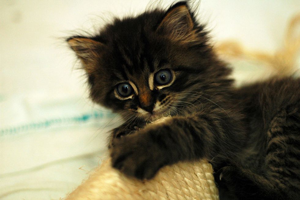 Video: Clingy Kitten