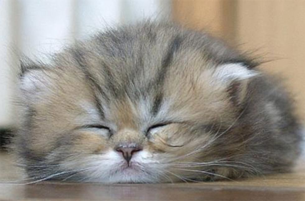 Do Cats Dream When They Sleep