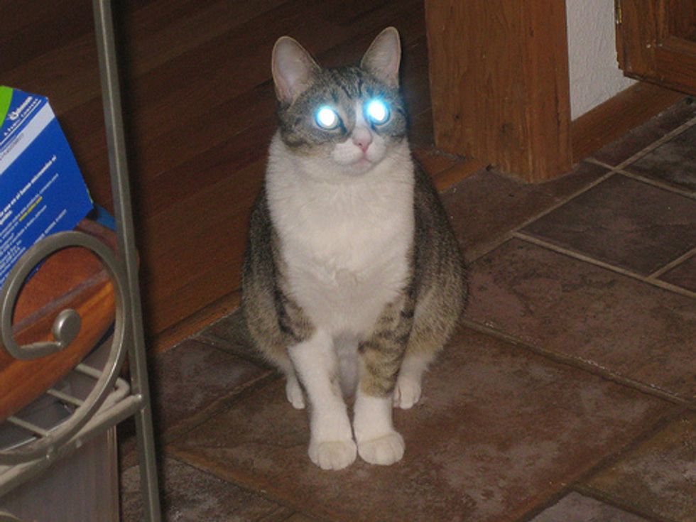 Staring Cats with Laser Beam Eyes Love Meow