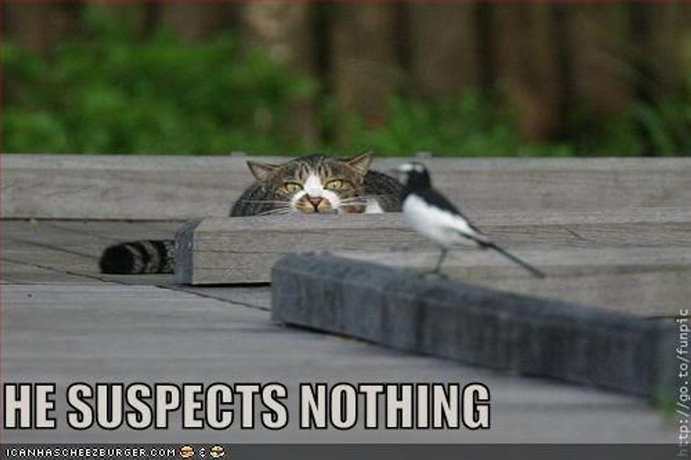 Caturday: Cats and Birds