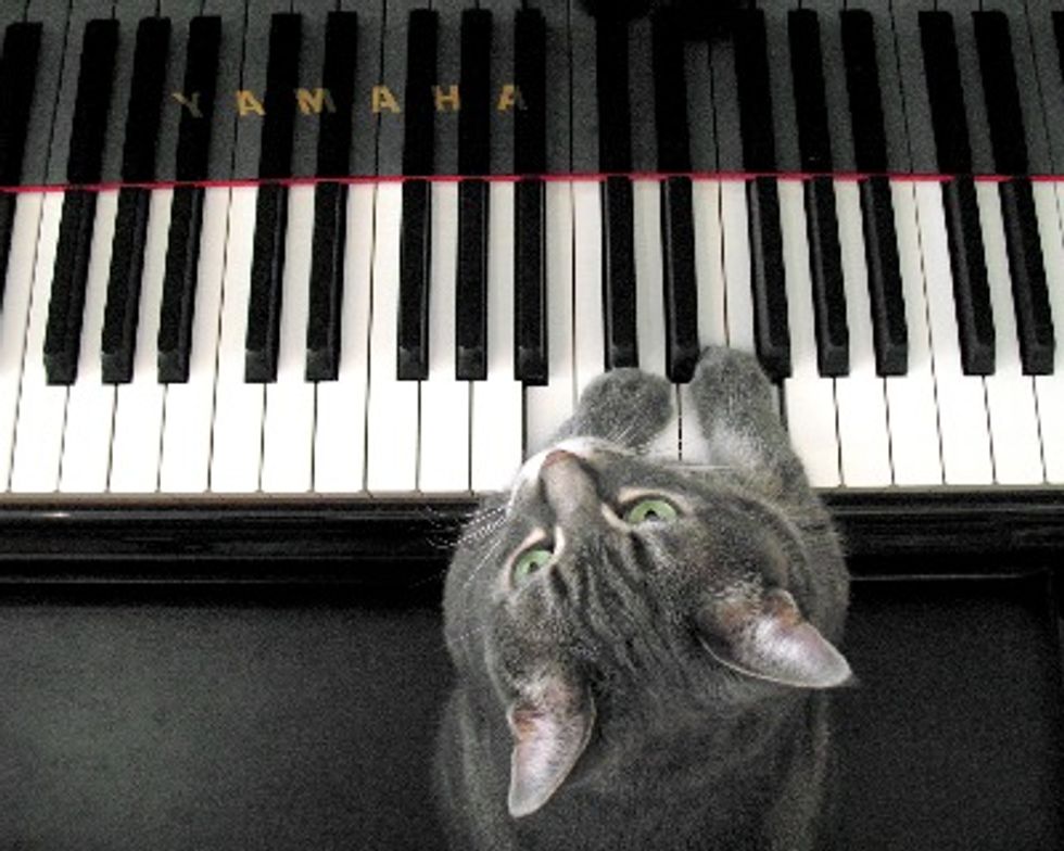 Special Interview - Nora, the Cat Pianist