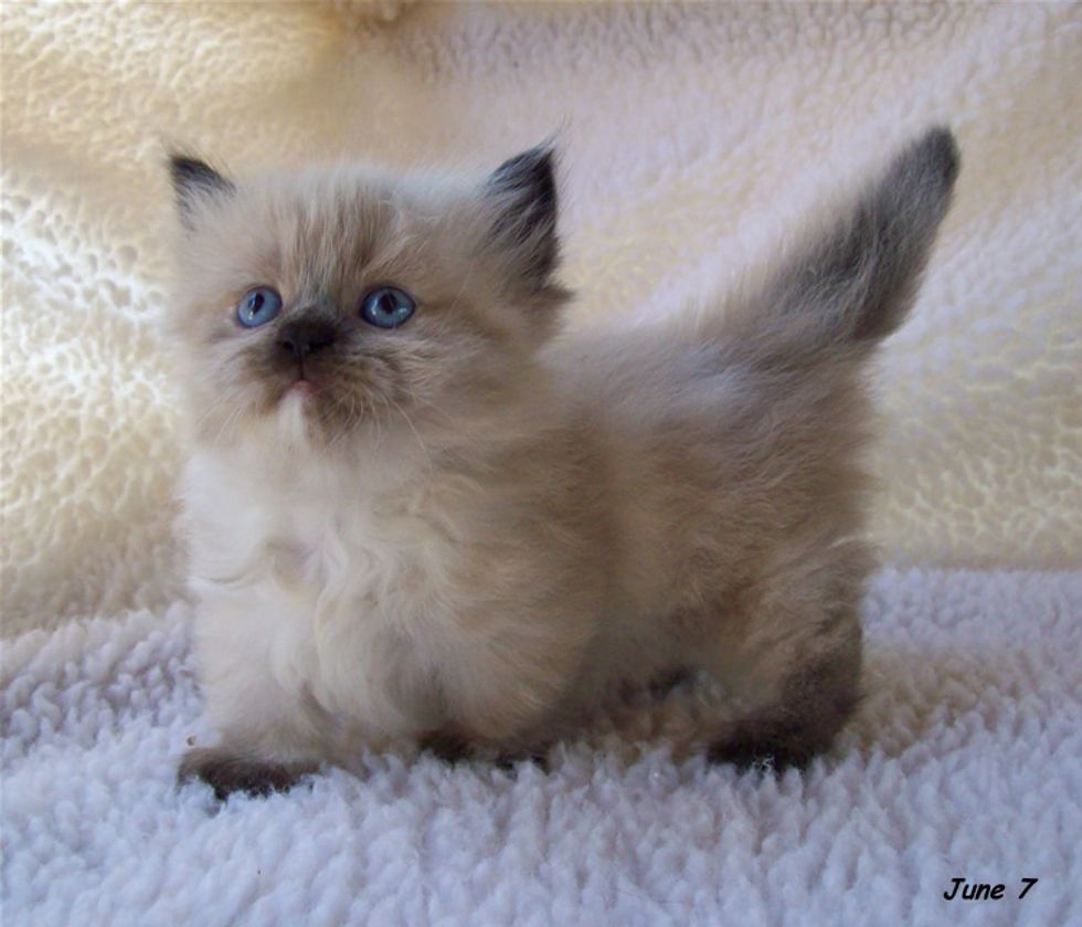 fluffy munchkin cat