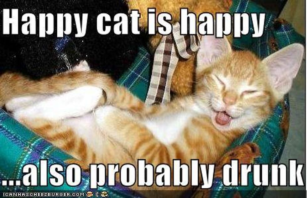 Happy Kittens - Lolcat Fun