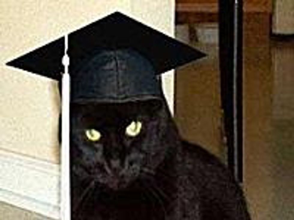 Cats Earned a Diploma or Became a Licensed Professional