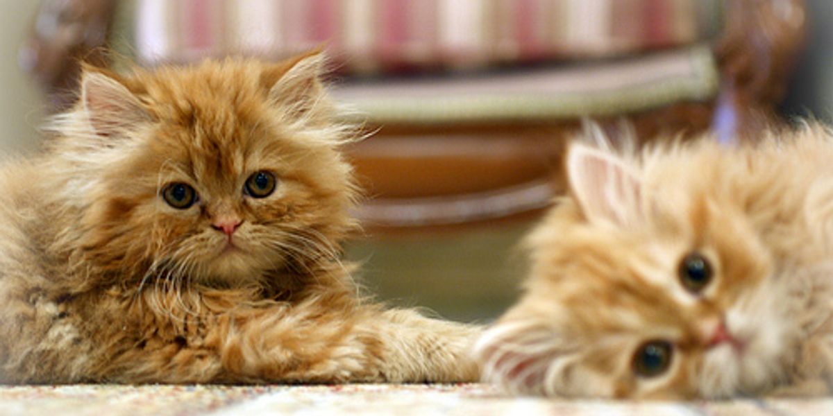 Why Do Cats Spray How to Stop it Love Meow