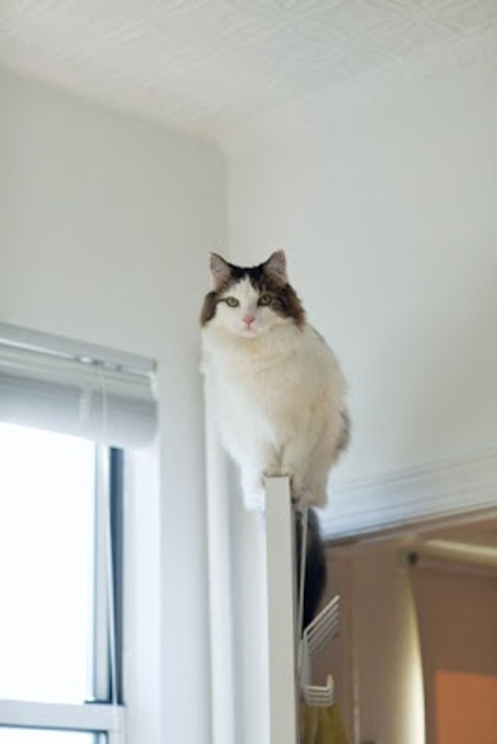 Cat Performs Incredible Feat of Agility