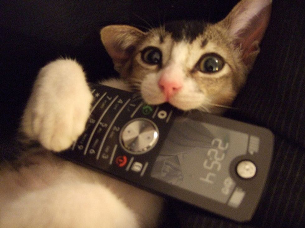Cat Answers Phone Video