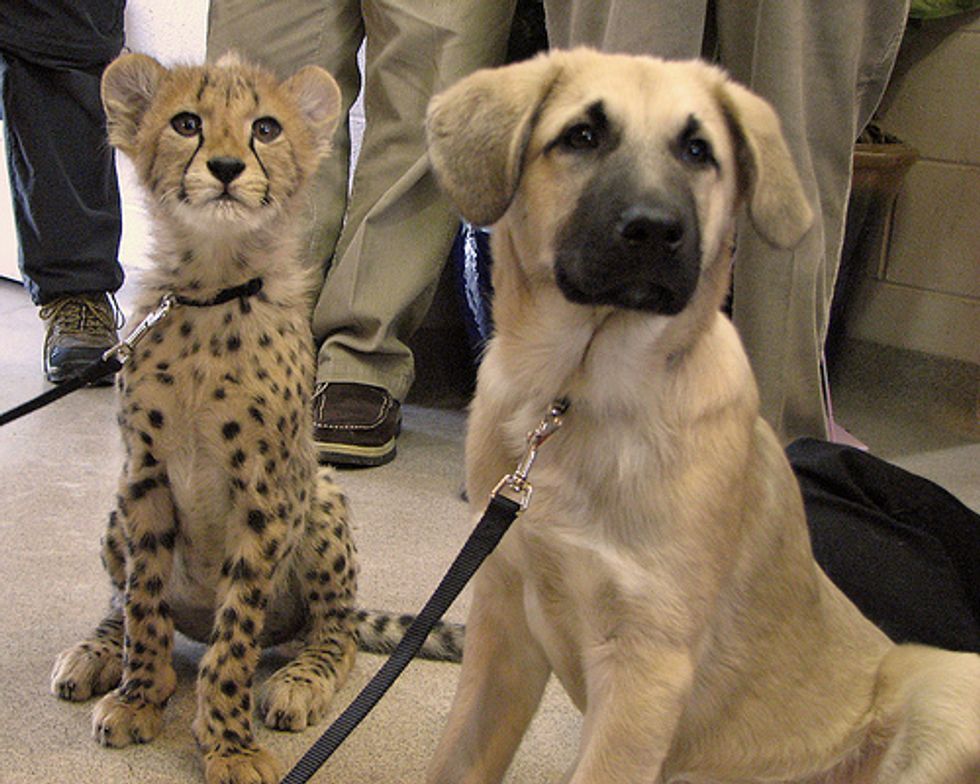 Cheetah and Pup Best Friends