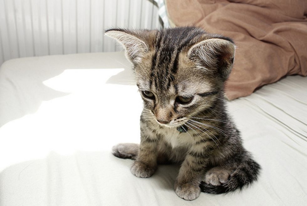 Cats with Cerebellar Hypoplasia Love Meow