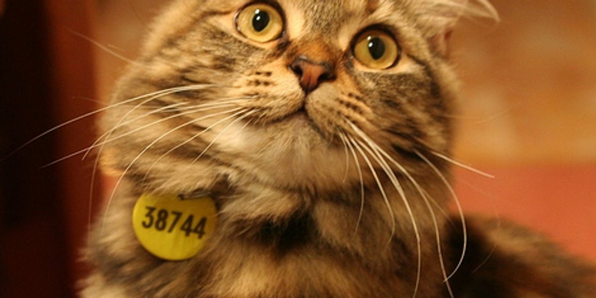 Video Kitten Defensive Tail Love Meow