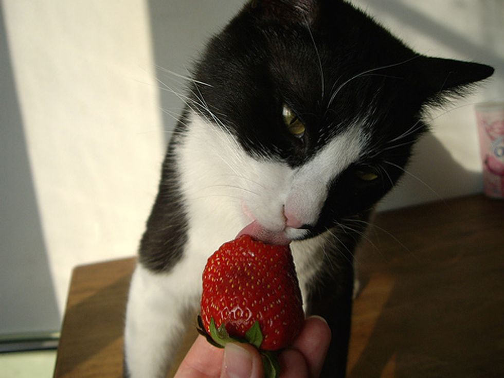 Videos Kitten Loves Raspberries and Strawberries