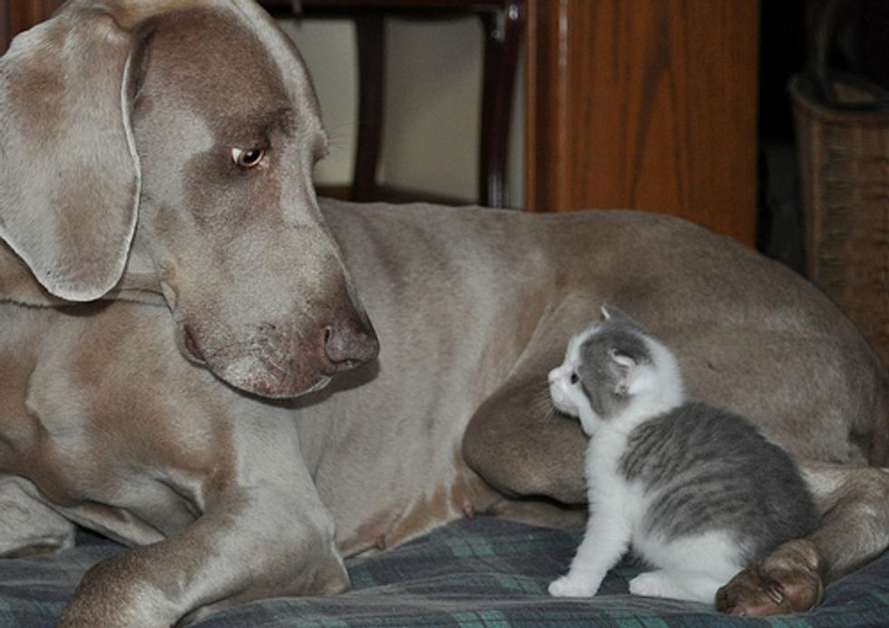 are blue lacy dog good with cat