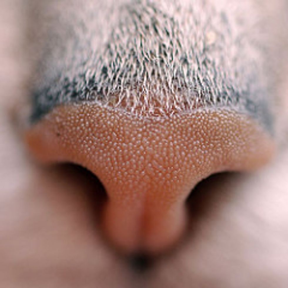 Cat Nose Knows - Love Meow