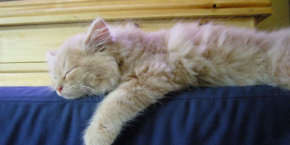 Why Do Cats Sleep So Much Love Meow