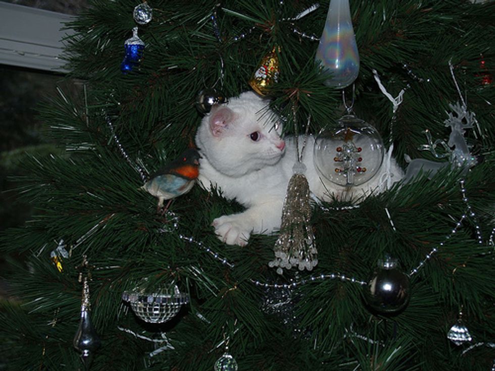 Cat Video Christmas Tree Kitten