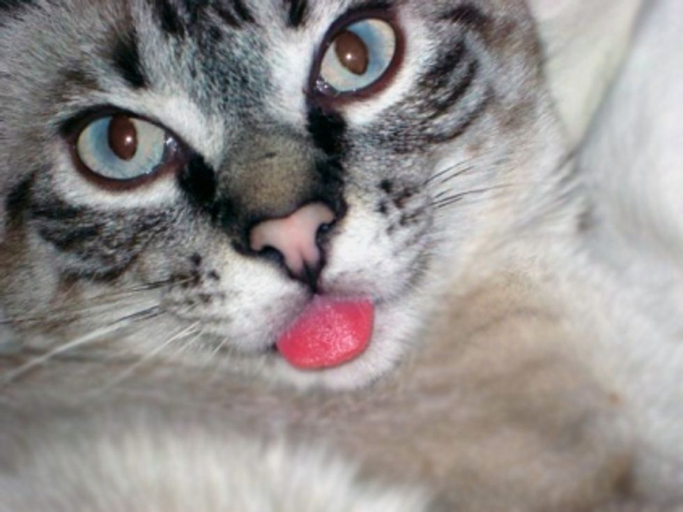 Cute Cats and Kittens Tongue Sticking Out Pictures - Love Meow