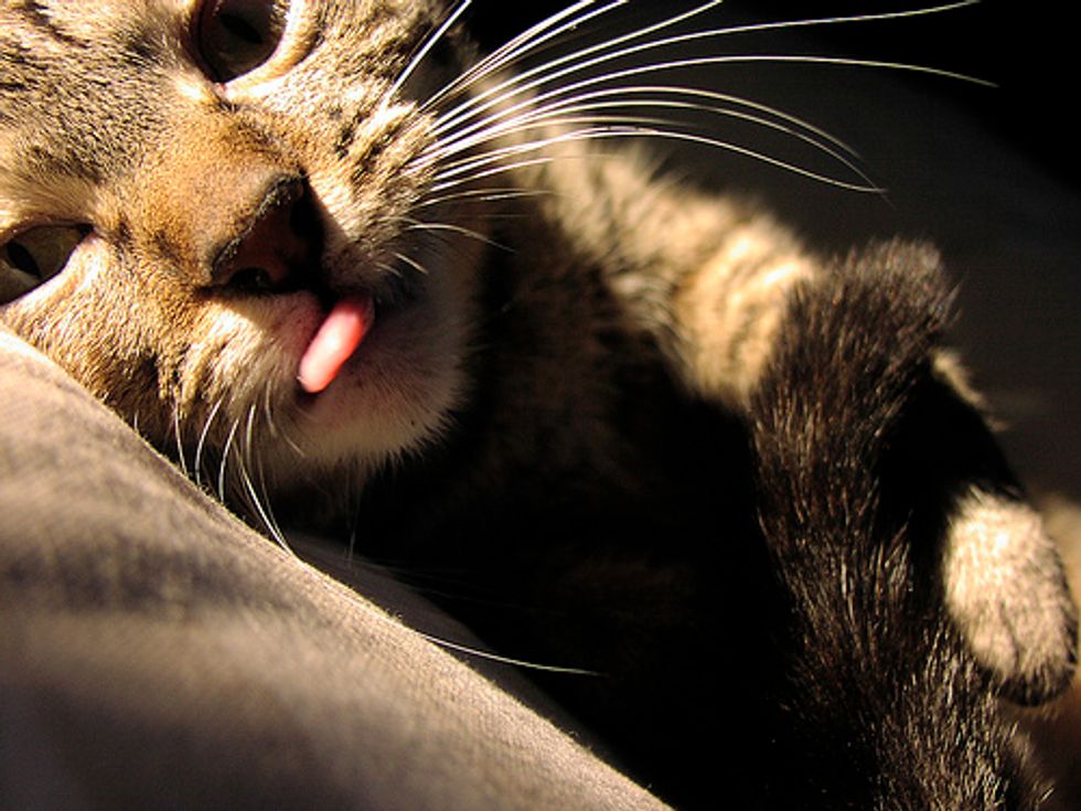 Cute Cats and Kittens Tongue Sticking Out Pictures