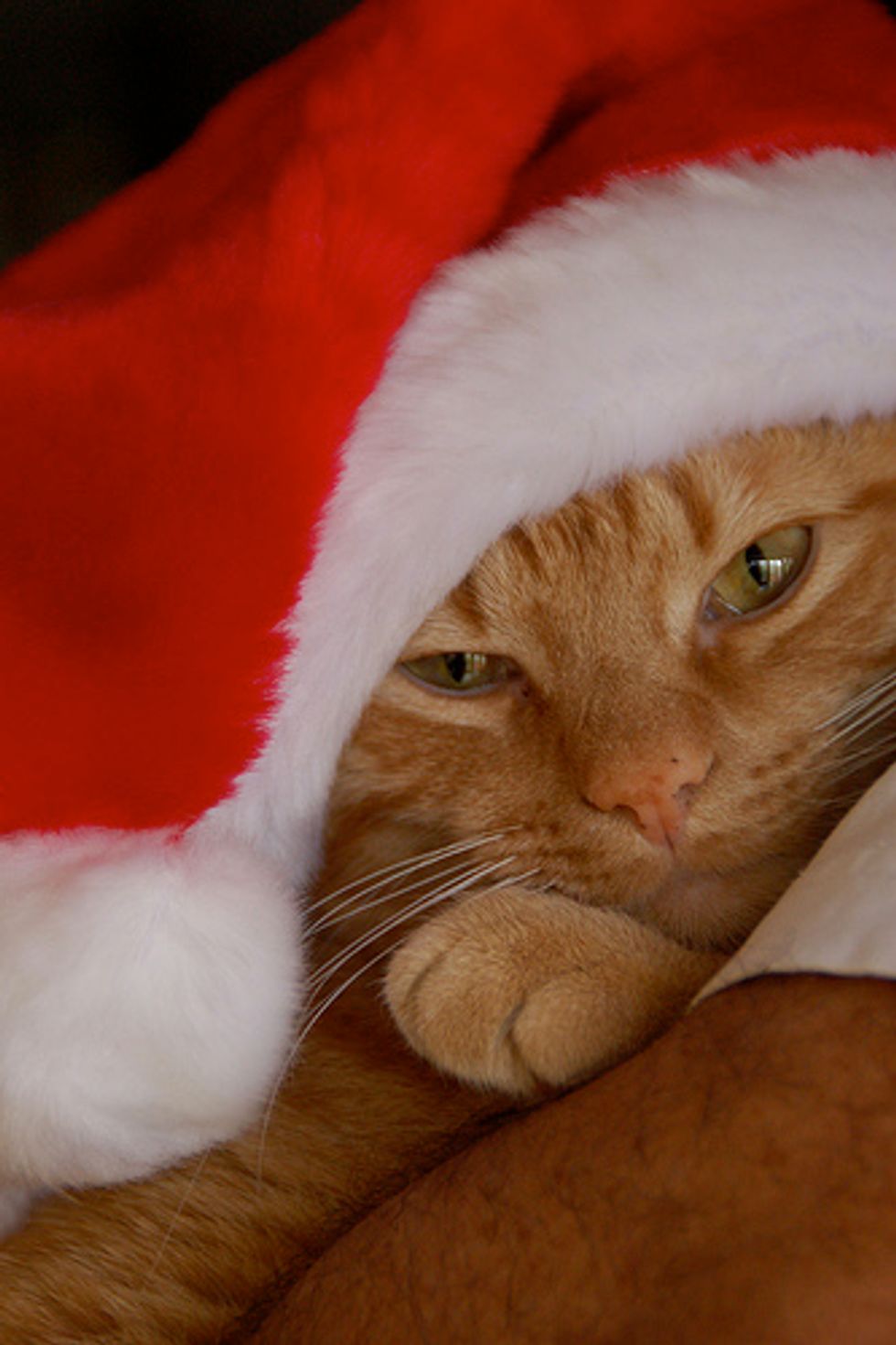 Special Christmas Gift Missing Cat Found After 12 Years