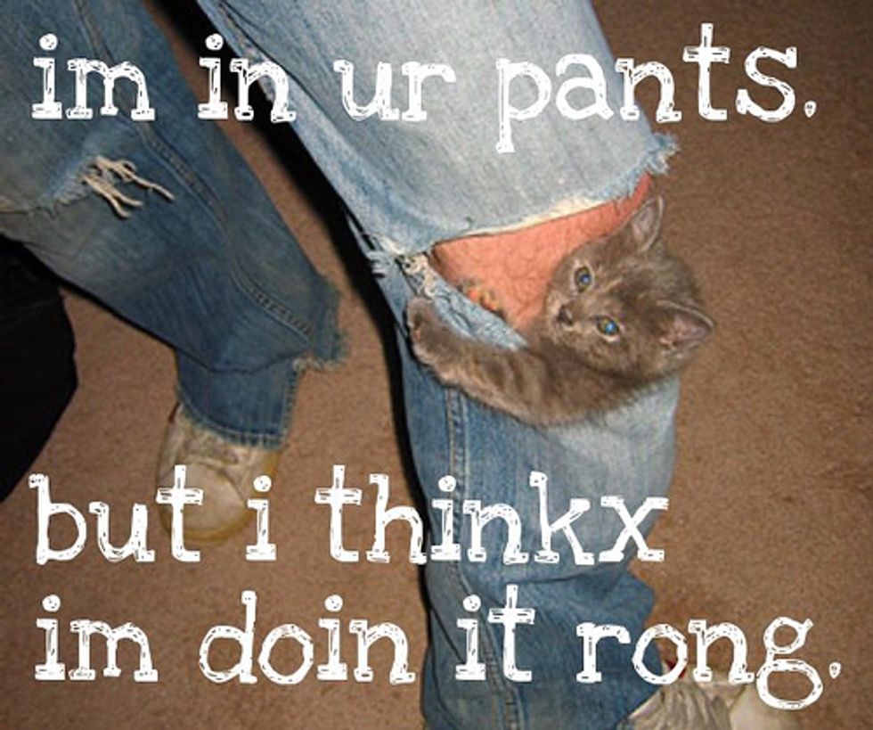 Cat Video Kitten Attacks Pants Love Meow