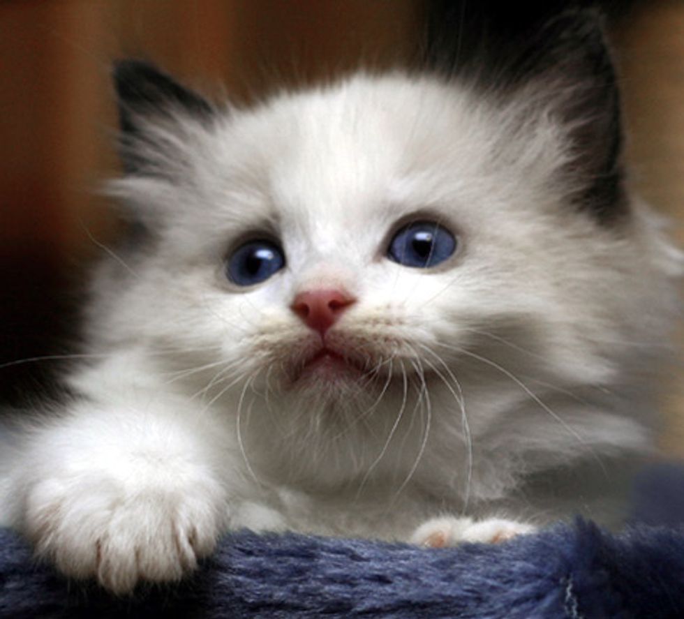 Cute Ragdoll Kitten Gets Mad at Himself