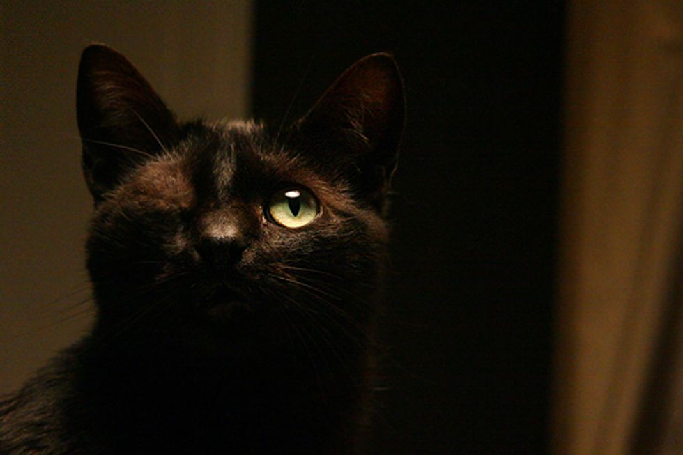 Black the One Eyed Cat