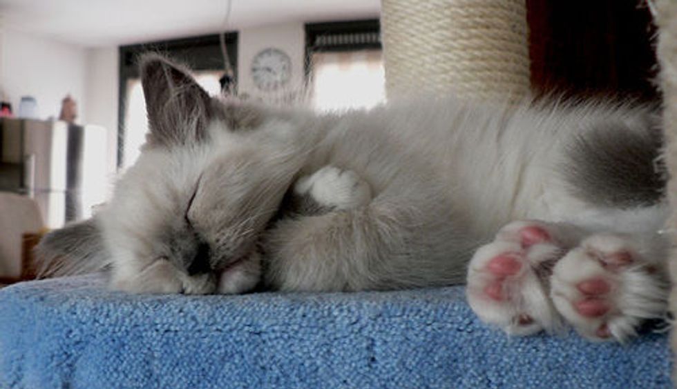 Ragdoll Kittens Favorite Pastime, Sleep Love Meow