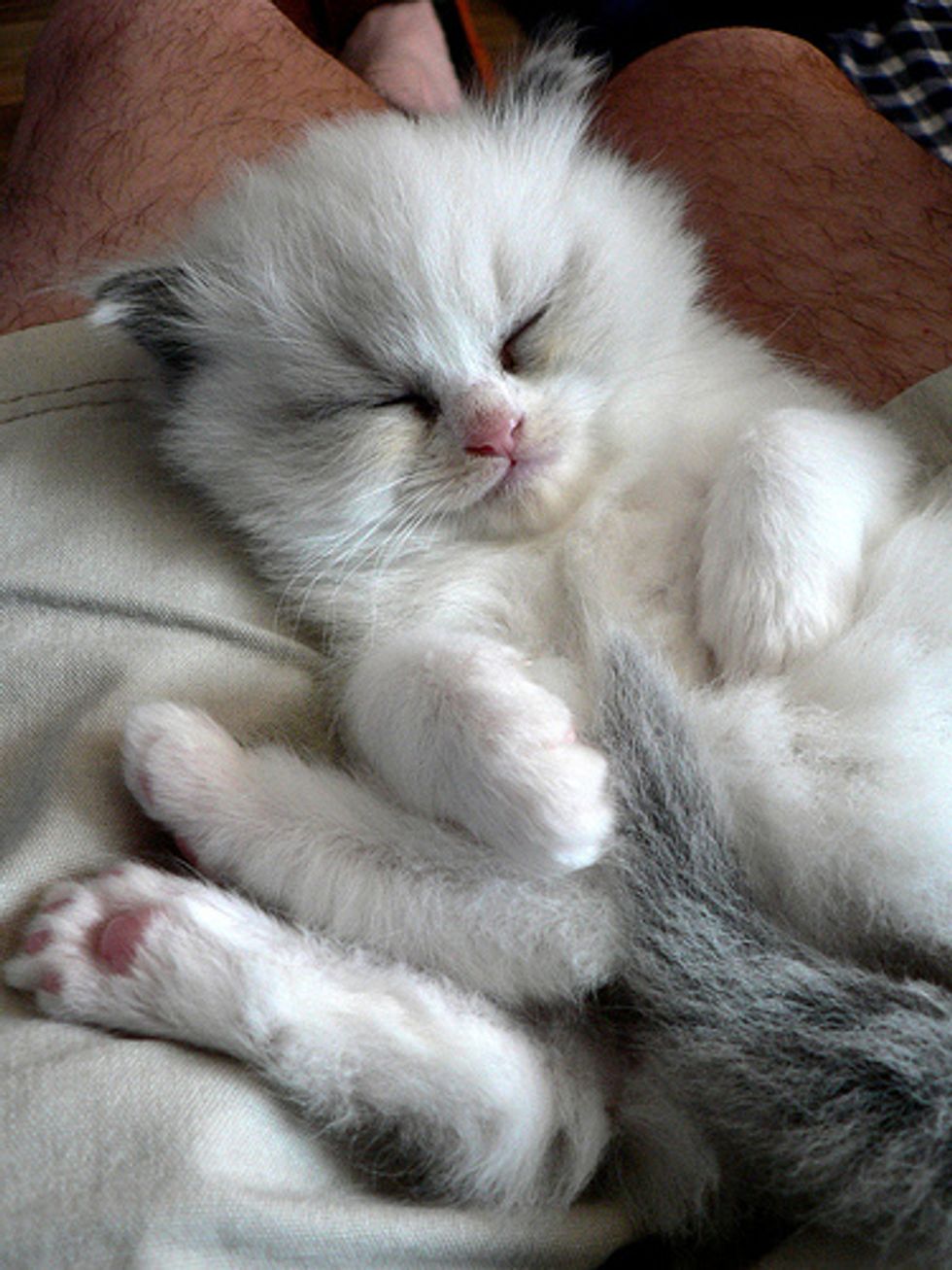 Ragdoll Kittens Favorite Pastime, Sleep Love Meow