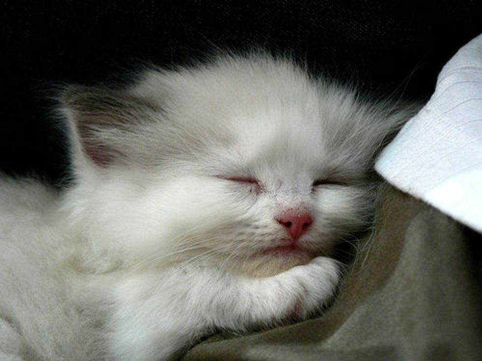 Ragdoll Kittens Favorite Pastime, Sleep Love Meow