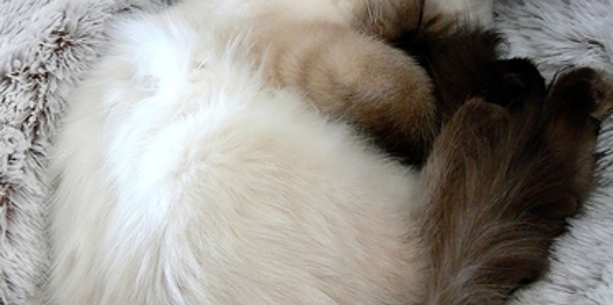 Ragdoll Kittens Favorite Pastime, Sleep Love Meow