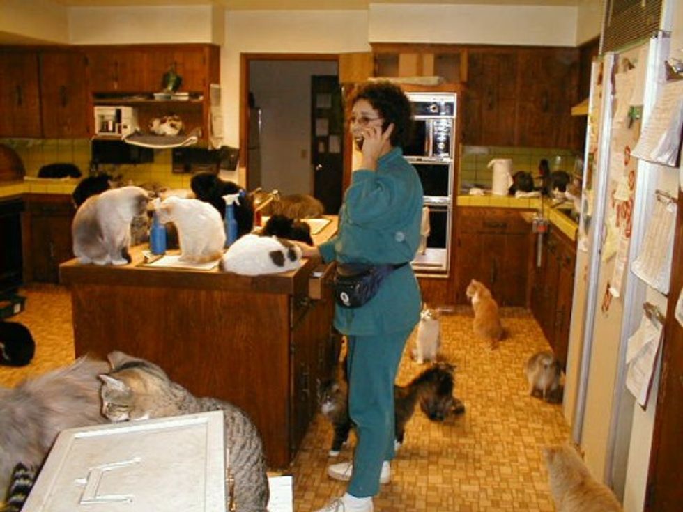 Cat House on the Kings No Kill No Cage Cat Sanctuary Love Meow