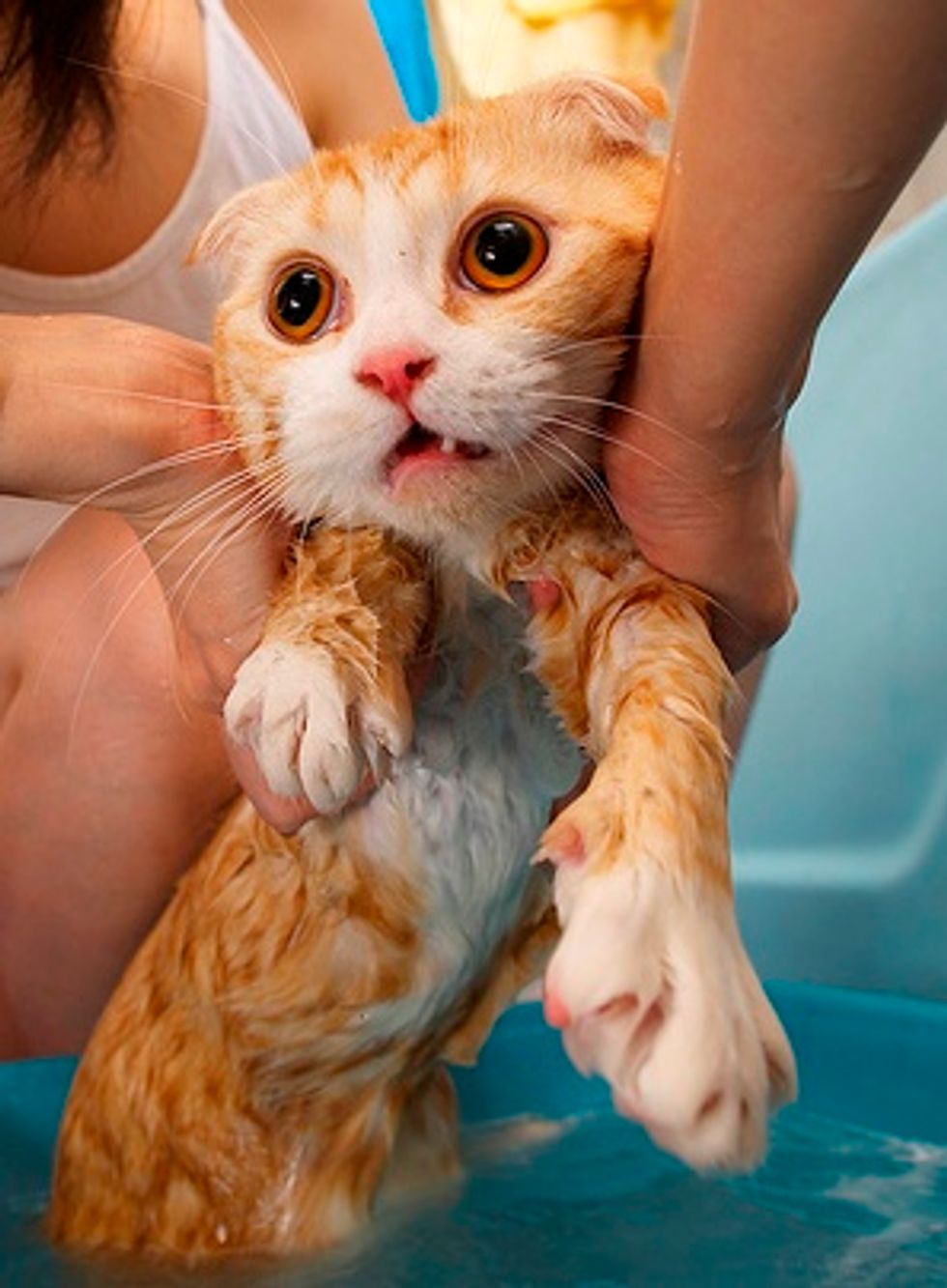 How Much Does Your Kitty Dislike Bath