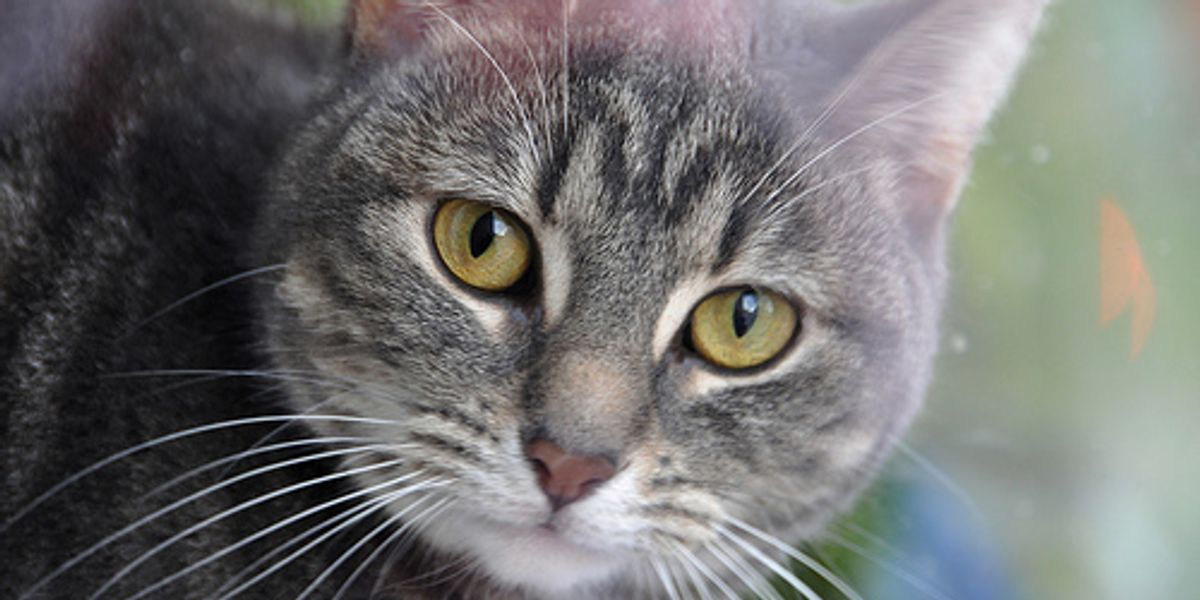 Cat Who Saved Couple from Fire Returns Home Love Meow