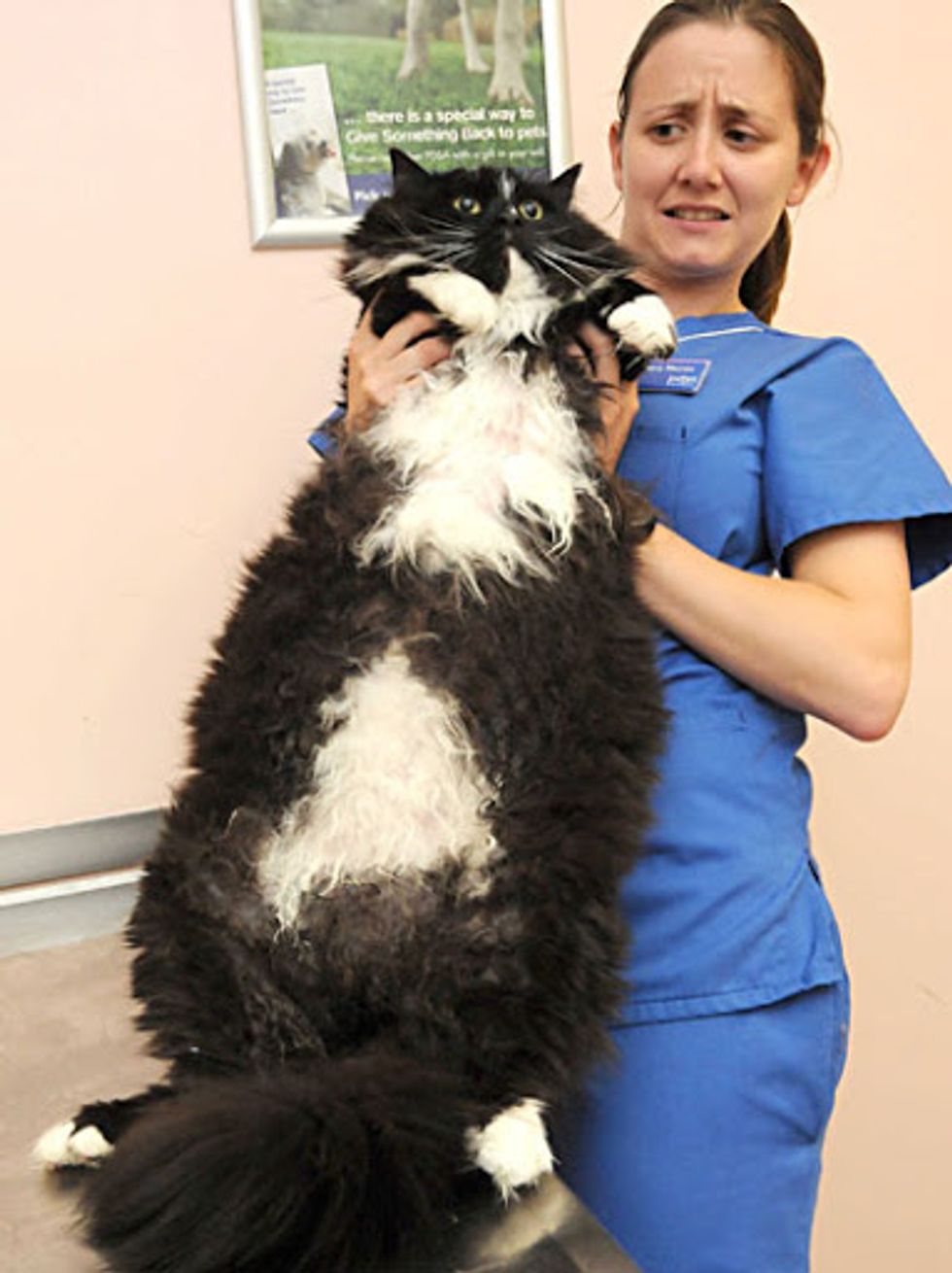 Biggest Cat Ever Takes Part in Slimming Competition
