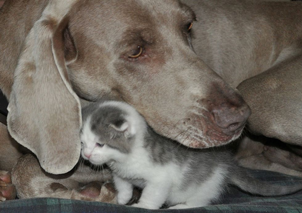 Kitten Puppy Love