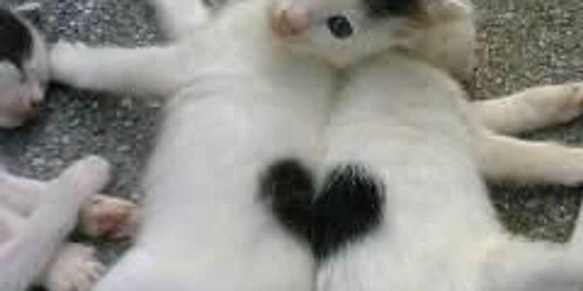 Valentines Kittens with Heart Shaped Markings - Love Meow