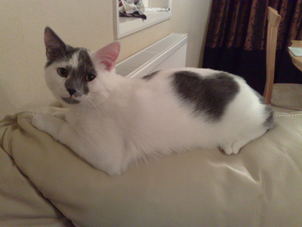Valentines Kittens with Heart Shaped Markings - Love Meow