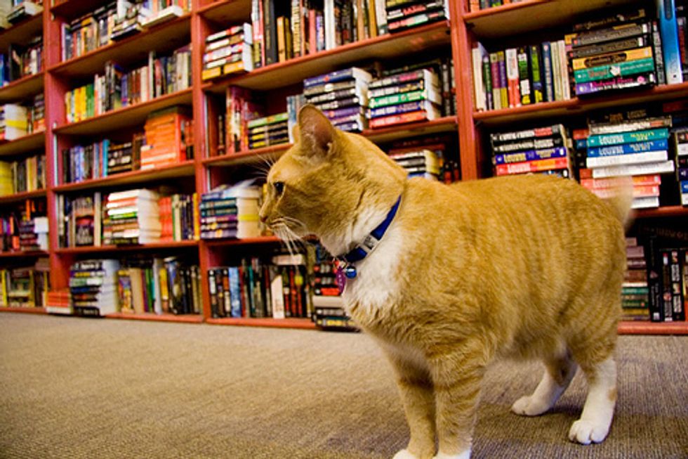 Bookstore Cats from Different Parts of the World
