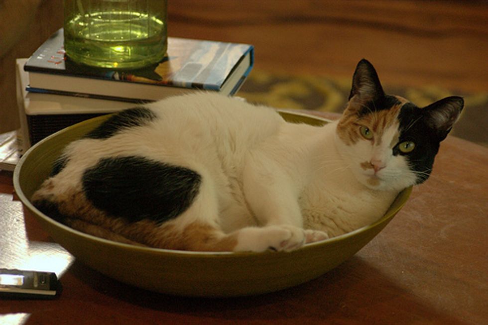 Cats Love Bowls