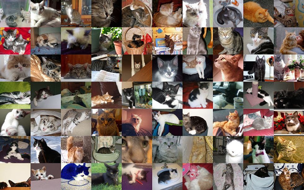 Feb Cat of the Month Entries
