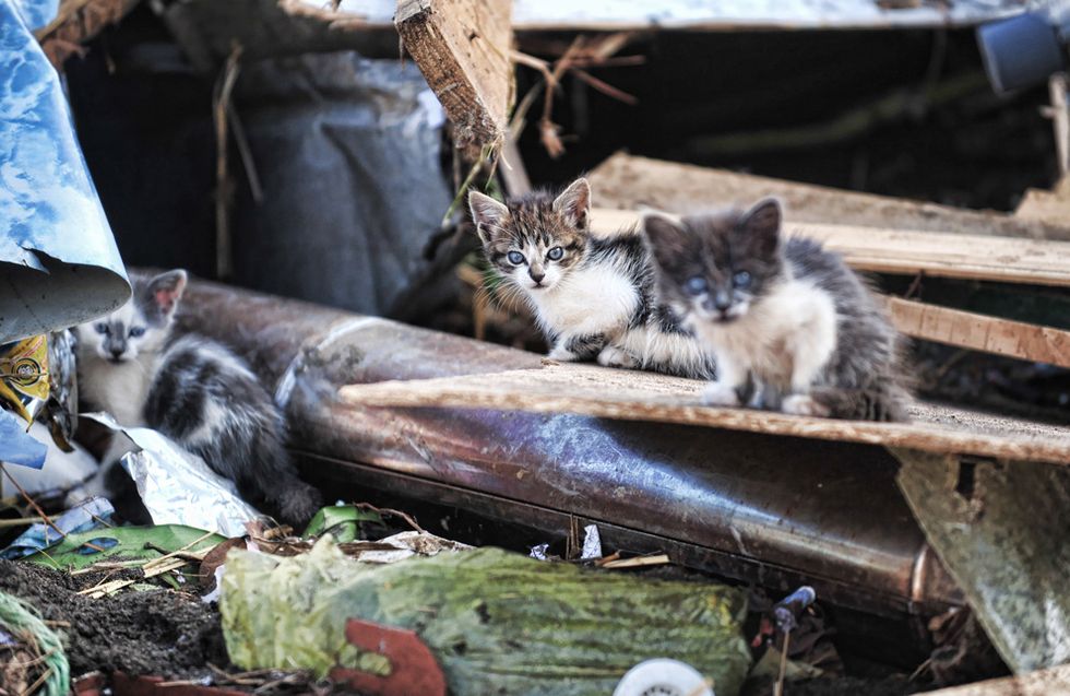 Kittens Remain Amid House Debris in Chile