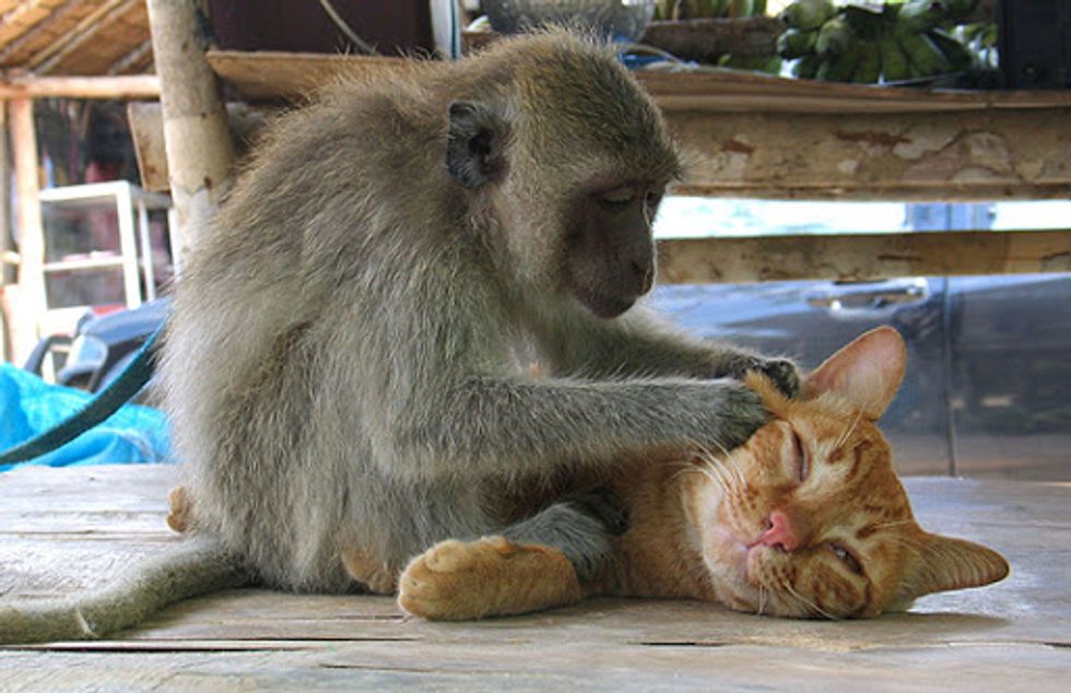 Monkey Gives Tabby Cat a Massage