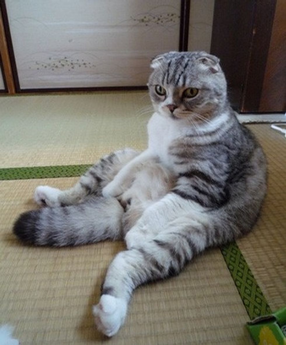 Cute Cats Sit Upright Like Humans Love Meow