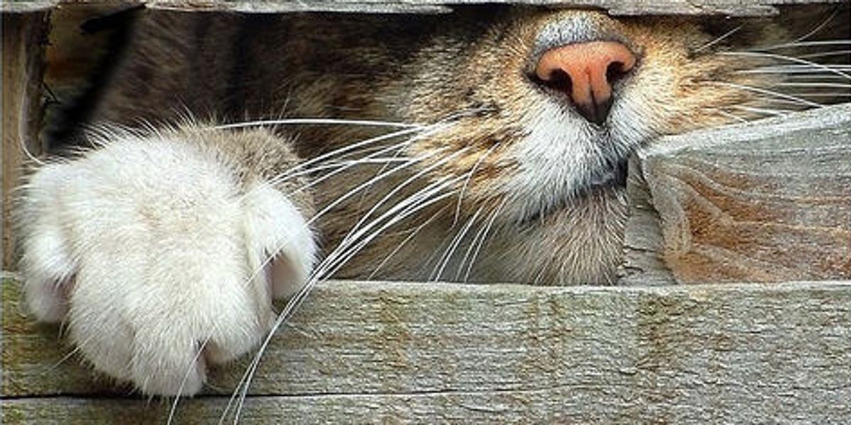 Cats Looking Through Back Gate Love Meow