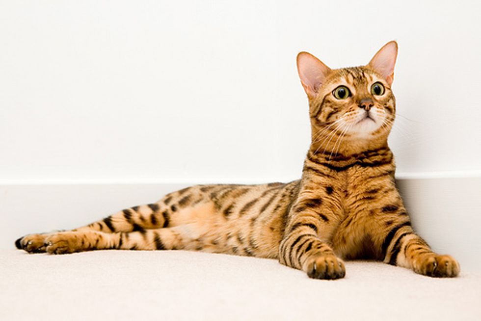 George and Millie Bengal Cat Story