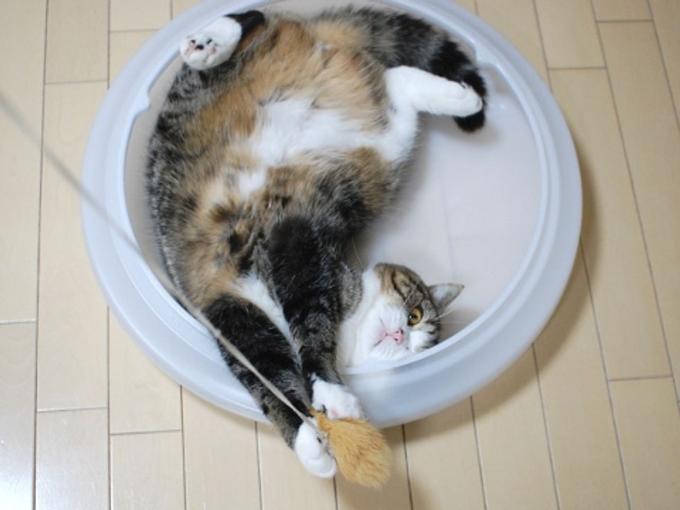 Interview with Maru the Cat Love Meow