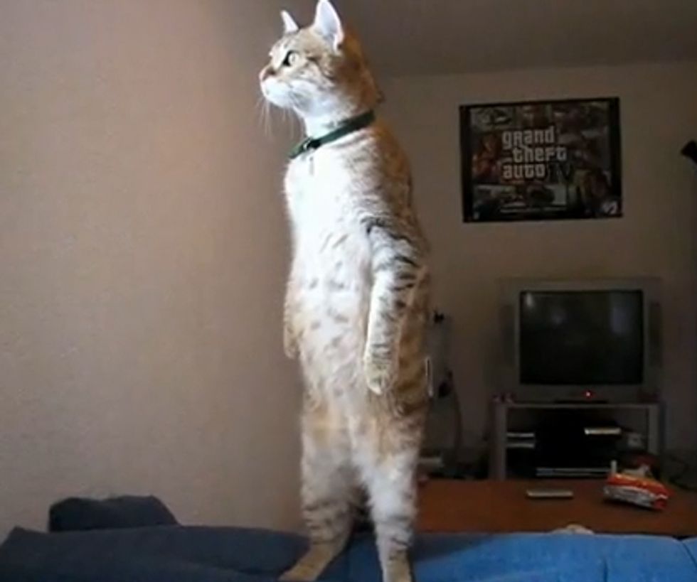 Standing Cat is Watching