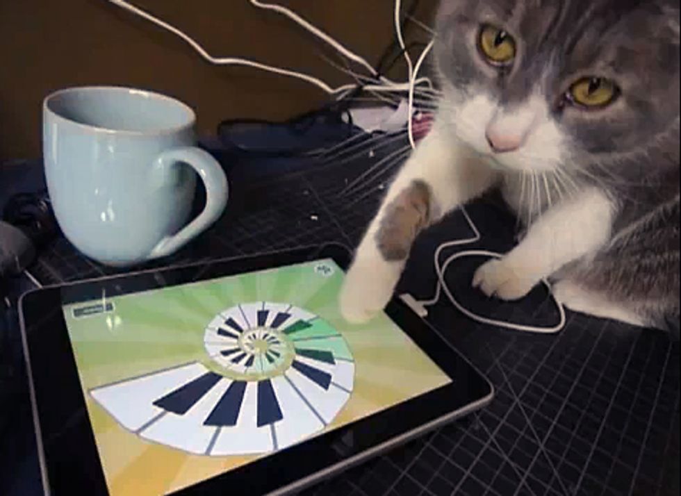 Cat Can Use the iPad